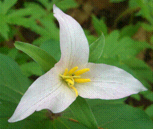 trillium ovatum pic 2